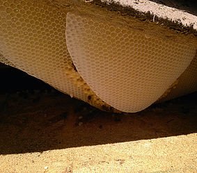 BEEHIVE REMOVAL