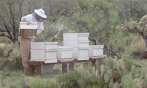 Greg tending to one of his beehives
