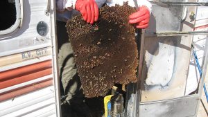 Desert Swarm Bee Removal, LLC