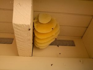Desert Swarm Bee Removal, LLC