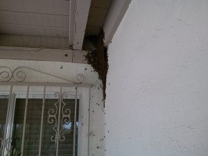 Back porch swarm and infestation