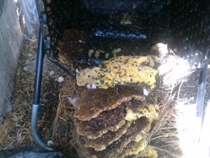 Compost bin infestation
