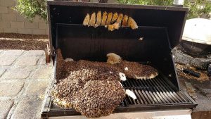 Hive in BBQ Pit