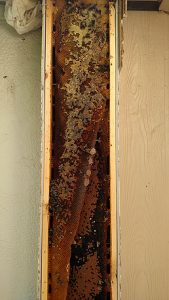 Hive in exterior wall pop out