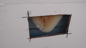Hive in parapet wall