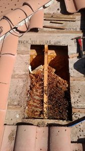 Hive in Title Roof