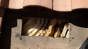 Hive in Title Roof