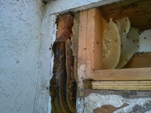 Large hive in stucco cutout