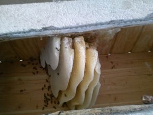 Open hive in roof eave