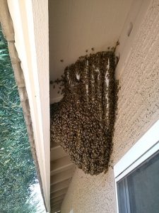 Open hive on eave. There was comb inside the roof too