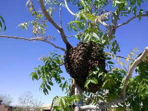 Swarm in pecan tree