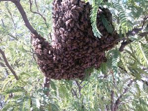 Swarm on mesquite