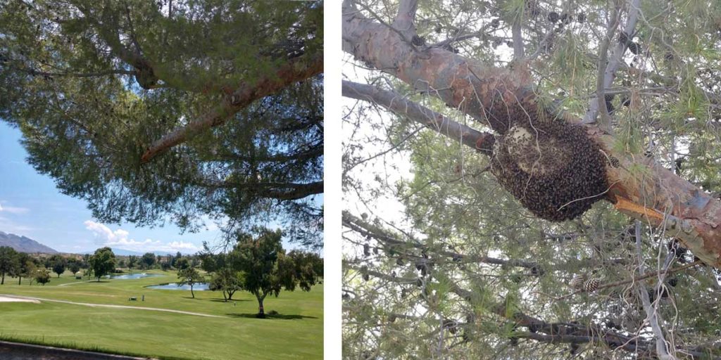 beehive-on-golf-course-in-Tucson