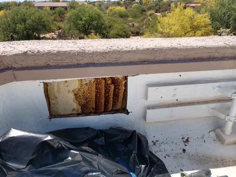 bee-removal-and-repair-tucson