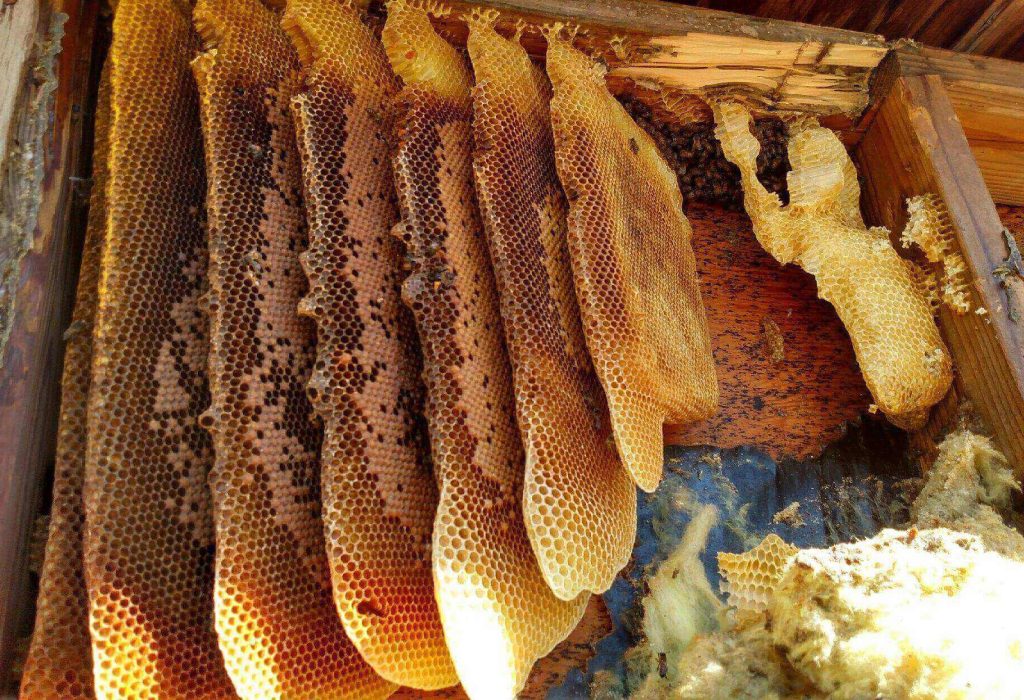 Beehive with honeycomb inside a wooden box.